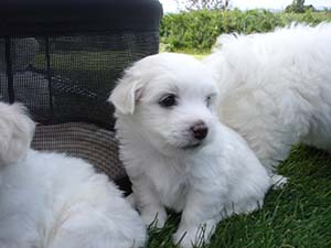 Puppy Portraits